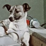 Laika dog