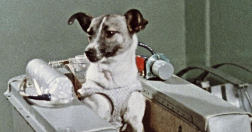 Laika dog