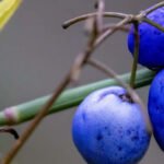 True blue fruit