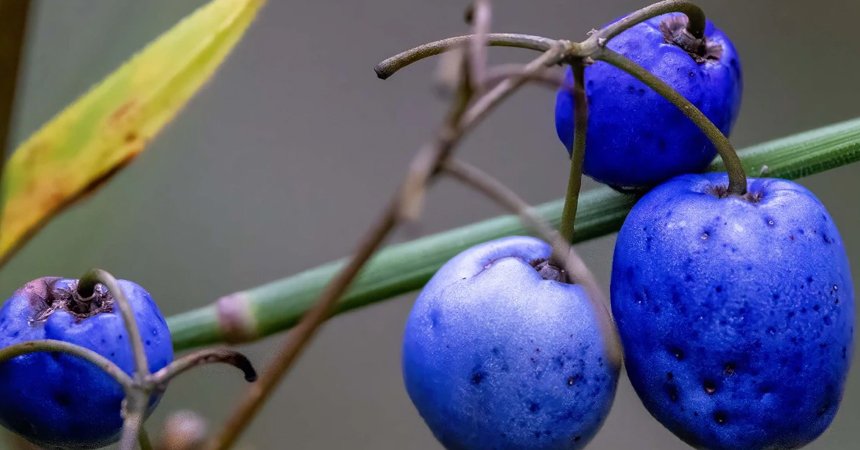 True blue fruit
