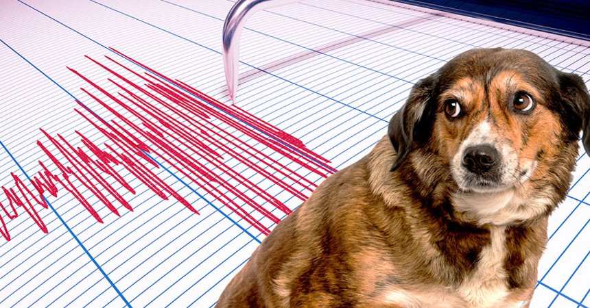 animal behavior earthquakes