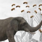 Bees elephant-farmer