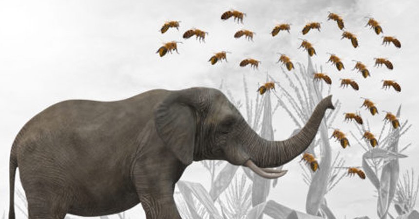 Bees elephant-farmer