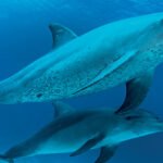 dolphins whales